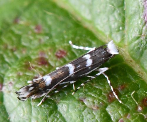Réf. 310 635 : Parectopa robiniella